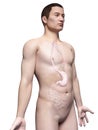Male organs Royalty Free Stock Photo