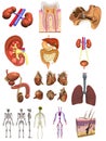 Male organs 12 set