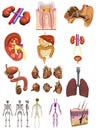 Male organs 12 set Royalty Free Stock Photo