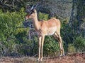 Oribi antelope standing, alert, near a sweet thorn bush in the Western Cape.