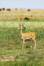 Male Oribi Royalty Free Stock Photo