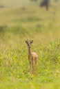 Male Oribi Ourebia ourebi in the grasslands of Murchison Falls National Park, Uganda. Royalty Free Stock Photo