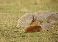 Male Oribi Ourebia ourebi Royalty Free Stock Photo