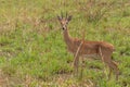 Male Oribi Ourebia ourebi in the grasslands of Murchison Falls National Park, Uganda. Royalty Free Stock Photo