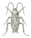 Male oriental cockroach blatta orientalis in dorsal view