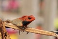 Male Oriental garden lizard sits on the dry branch Royalty Free Stock Photo