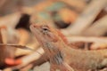 Male oriental garden lizard or indian garden lizard calotes versicolor, countryside of west bengal in india Royalty Free Stock Photo