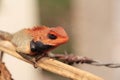 Male Oriental garden lizard sits on the dry branch Royalty Free Stock Photo