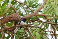 Male Oriental Magpie Robin bird in black and white perching on a Royalty Free Stock Photo