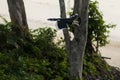 Male oriental pied hornbill flying in tropical rain forest