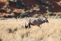 Male Oryx Antelope in the Namib desert Royalty Free Stock Photo