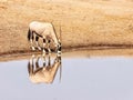 A male oryx drinking at a waterhole during the dry season in Namibia.