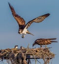 Male osprey approaching nest with female and 2 chicks.CR2 Royalty Free Stock Photo