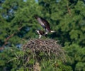 Male osprey approaching the nest with the female waiting on it Royalty Free Stock Photo