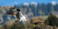 Male osprey bird approaching female on nest for mating Royalty Free Stock Photo