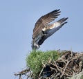 Male Osprey in flight Royalty Free Stock Photo