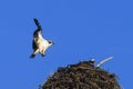 Male osprey approaching female in nest Royalty Free Stock Photo