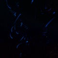 Male Ostracod bioluminescent display