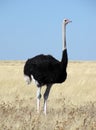 Male ostrich