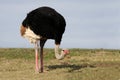 Male Ostrich