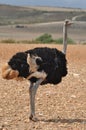 Male ostrich Royalty Free Stock Photo