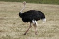 Male ostrich Royalty Free Stock Photo