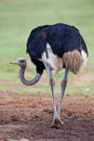 Male Ostrich Royalty Free Stock Photo