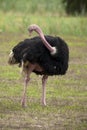 Male Ostrich Royalty Free Stock Photo