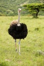 Male ostrich Royalty Free Stock Photo