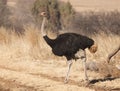 Male Ostrich