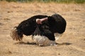 Male ostrich