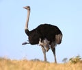 Male Ostrich Bird Royalty Free Stock Photo