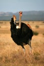 Male Ostrich bird in display Royalty Free Stock Photo