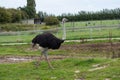 Male ostrich bird on green grass Royalty Free Stock Photo