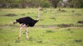 A male Ostrich bird runs through the grass landscape from the savannah in Kenya Royalty Free Stock Photo