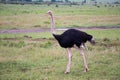 A male Ostrich bird runs through the grass landscape from the savannah in Kenya Royalty Free Stock Photo