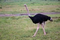 A male Ostrich bird runs through the grass landscape from the savannah in Kenya Royalty Free Stock Photo