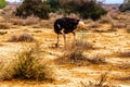 Male Ostrich eating of the ground at an Ostrich Farm in Oudtshoorn in the Western Cape Province of South Africa Royalty Free Stock Photo