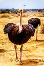 Male Ostrich at an Ostrich Farm in Oudtshoorn in the Western Cape Province of South Africa Royalty Free Stock Photo