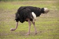 Male Ostrich Feeding Royalty Free Stock Photo