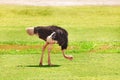 Male ostrich feeding on grassland of Africa Royalty Free Stock Photo