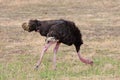 Male ostrich feeding on the savannah Royalty Free Stock Photo