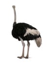 Male ostrich in front of a white background