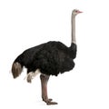 Male ostrich in front of a white background Royalty Free Stock Photo