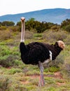 Male Ostrich