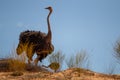 A male ostrich with its young standing on the top of a dune in the Kalahari desert