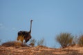 A male ostrich with its young standing on the top of a dune in the Kalahari desert