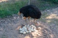 Male ostrich joining the eggs in the nest Royalty Free Stock Photo