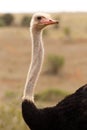 Male Ostrich looking over his shoulder