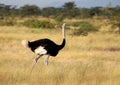 A male ostrich in masai mara